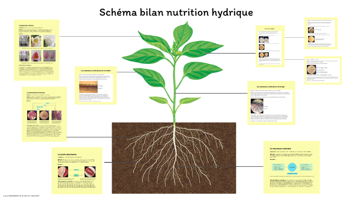 Schéma bilan nutrition hydrique by Noémie Rimlinger on Prezi