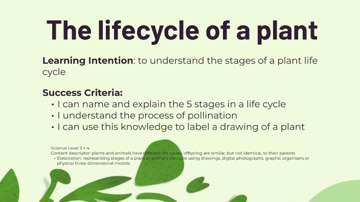 The lifecycle of a plant by Kayla Ritter on Prezi