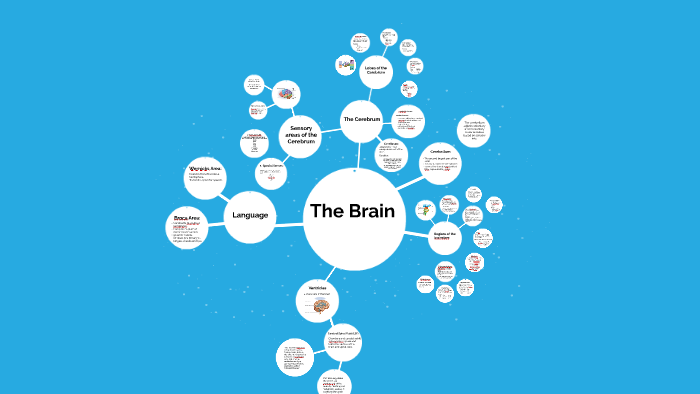 The Brain by on Prezi