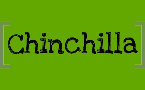 Chinchilla Gestation Chart