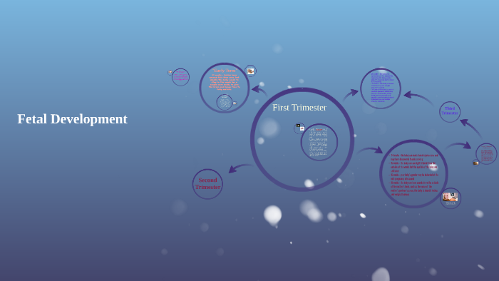 Fetal Development by Hannah Ohman on Prezi