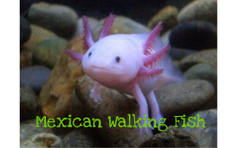 cute mexican walking fish