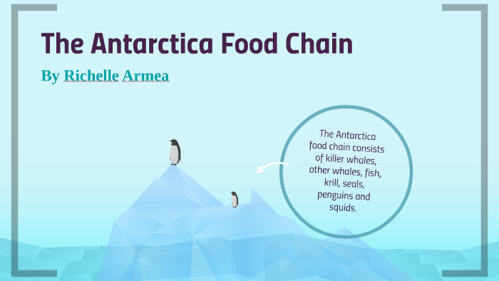 The Antarctica Food Chain by Richelle Armea