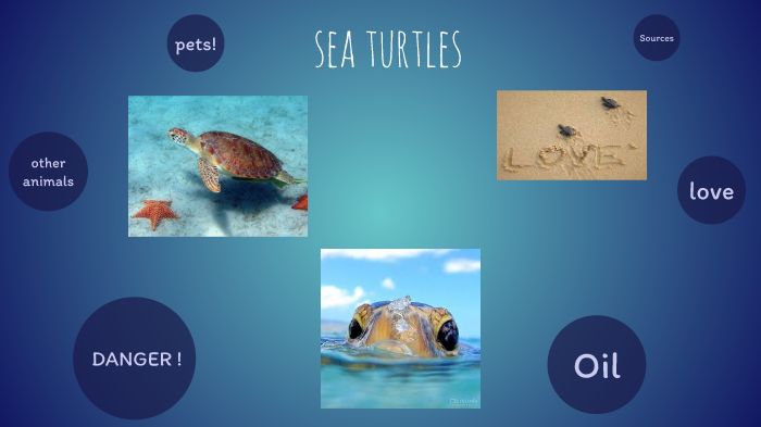 Sea turtles by molly roy on Prezi