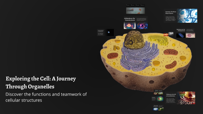 Exploring the Cell: A Journey Through Organelles by Keaton Brown on Prezi