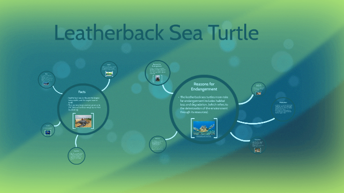 Leatherback Sea Turtle by Abby and Jade-yn Westnoble on Prezi