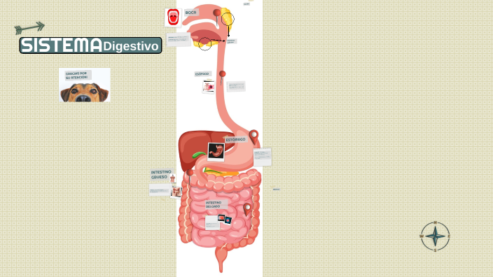 SISTEMA DIGESTIVO MARTI by Lilian Paola Alegría Cárdenas on Prezi