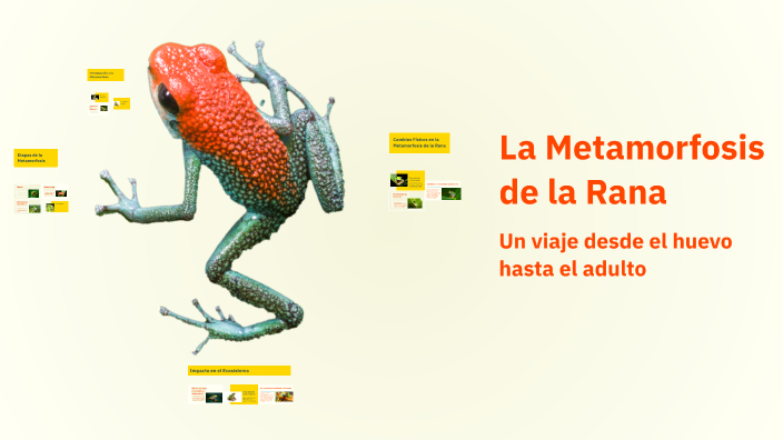 Rezi Rana La Metamorfosis de la Rana by Bruno silva Silva on Prezi