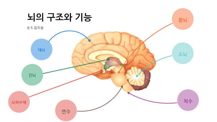 뇌의 구조와 기능 by 지성 김 on Prezi