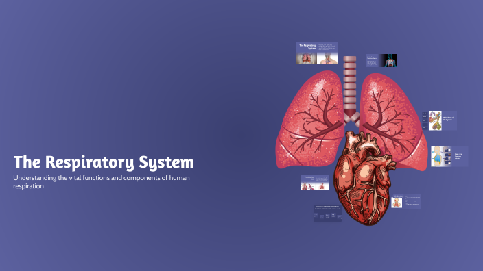 The Respiratory System by Lyndsey Brooks-Hastings on Prezi