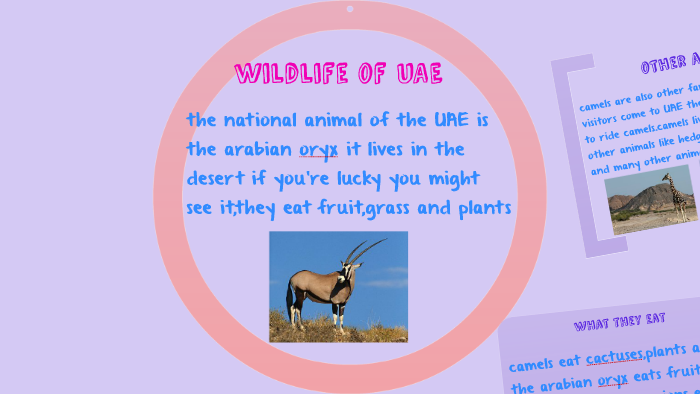 wildlife of UAE by karen farahat on Prezi Next