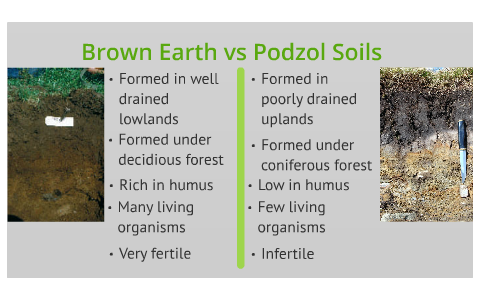 Brown Earth soils vs Podzol soils by Sinead Kearns on ...