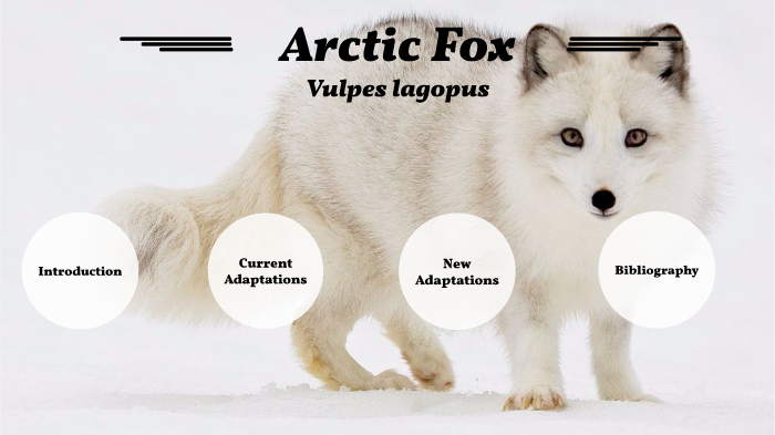 Arctic Fox Blue Snowflake Shoes (M) - Mabinogi World Wiki