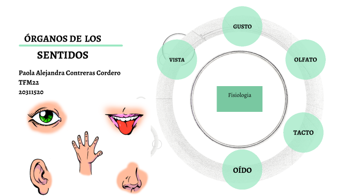 Anatomía y fisiología de los órganos de los sentidos by Paola Conteras ...