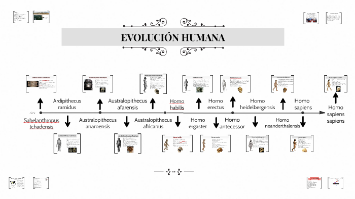 EVOLUCIÓN HUMANA by Alejandra Martínez on Prezi