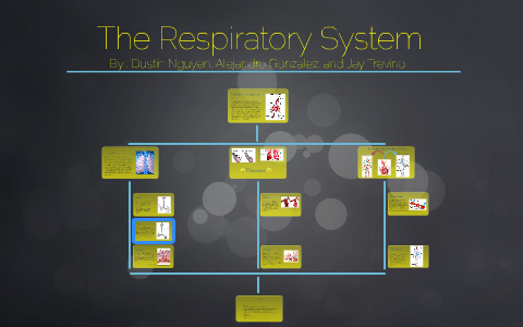 The Respiratory System by Dustin Nguyen on Prezi
