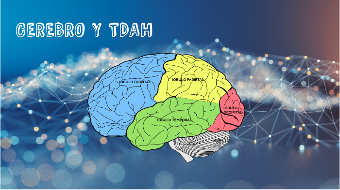 Cerebro Y Tdah By Ana Gómez Salcedo On Prezi Next