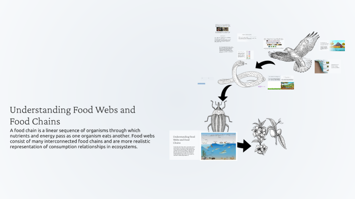 Understanding Food Webs and Food Chains by Mark Pasamanero on Prezi
