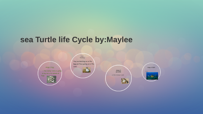 sea Turtle life Cycle by:Maylee by Chelsea Vortherms on Prezi