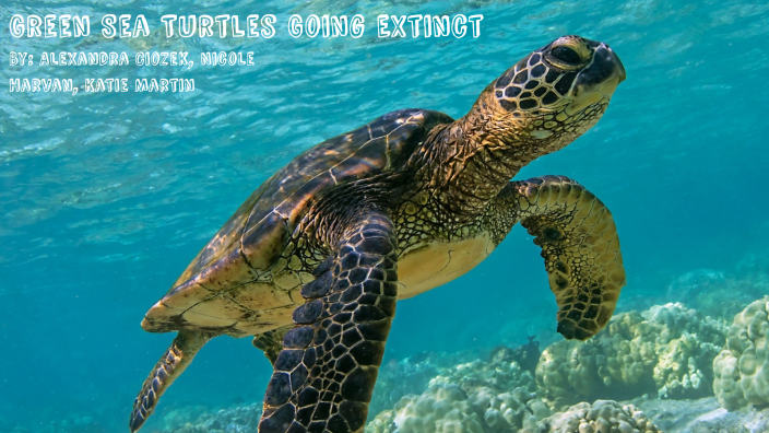 Green Sea Turtles 2 by Nicole Harvan on Prezi