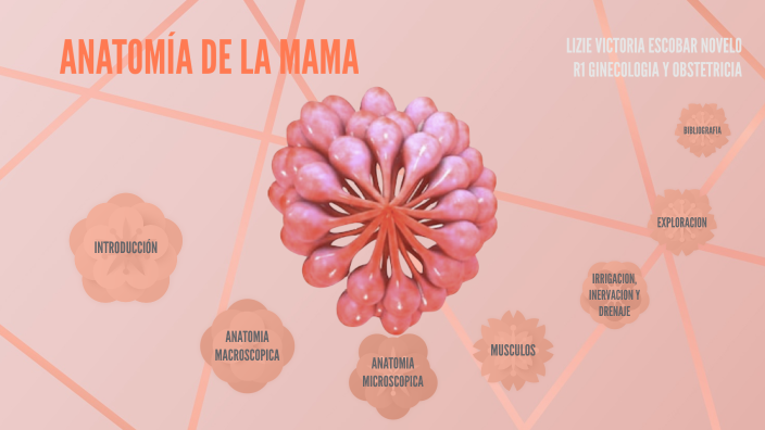 Anatomia De La Mama By Lizi Escobar On Prezi