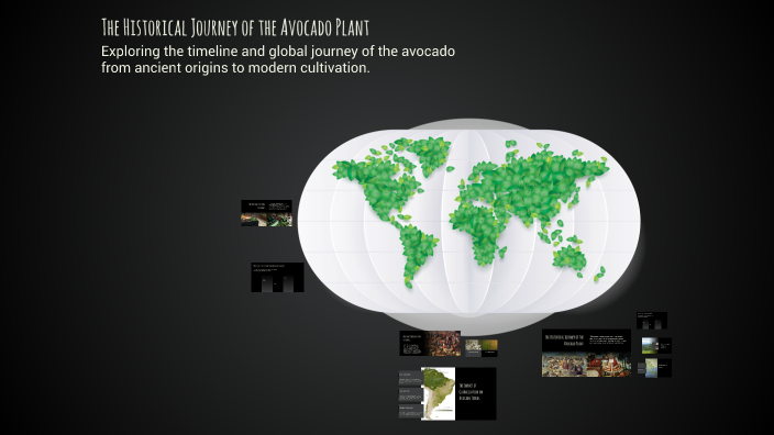 The Historical Journey of the Avocado Plant by Nolan Doherty on Prezi
