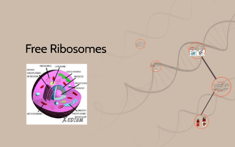 Free Ribosomes By Karina Peeva