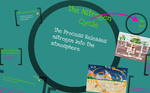Nitrogen cycle by Hannah Knick on Prezi