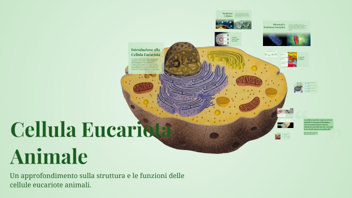 Cellula Eucariota Animale by GIUSEPPE CAFAGNA on Prezi