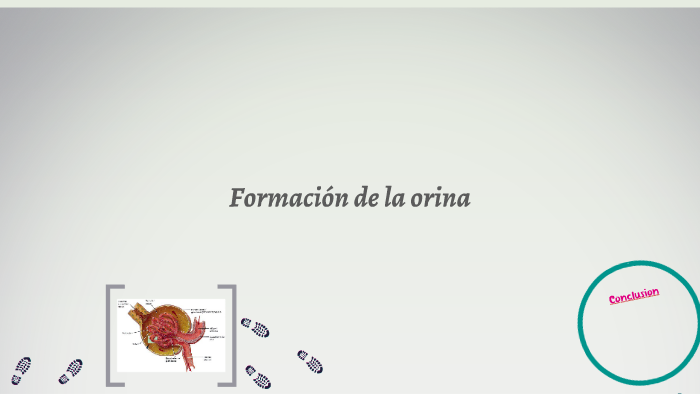 Formación De La Orina By Johanna Giraldo On Prezi Next 6740