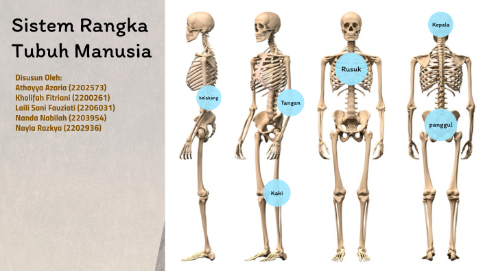 Kelompok 5_Sistem Rangka Tubuh Manusia by NANDA NABILAH on Prezi