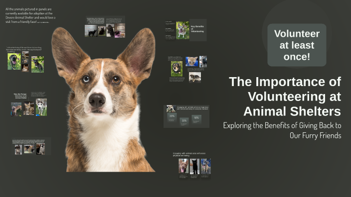 The Importance of Volunteering at Animal Shelters by Chelsea Padilla on ...