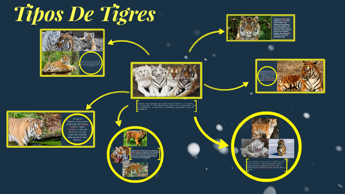 especies de tigres by diana gonzalez