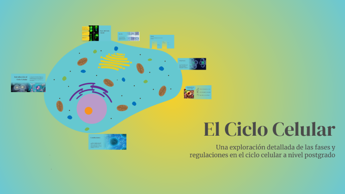 El Ciclo Celular by Pedro Rojas on Prezi
