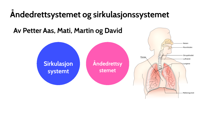 Ånderettsystemet og sirkulasjonssystemet by Petter Aas on Prezi