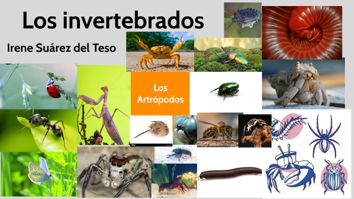 biología Artrópodos by IRENE SUÁREZ DEL TESO