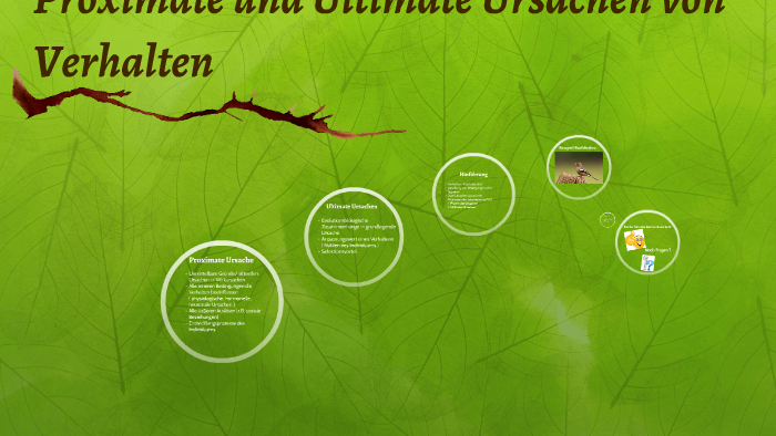 Proximate Und Ultimate Ursachen Proximate und Ultimate Ursachen von Verhalten by Charleen Hawra on Prezi