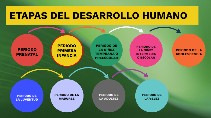 ETAPAS DEL DESARROLLO HUMANO by Nicolle gianella Cachay Vasquez on Prezi