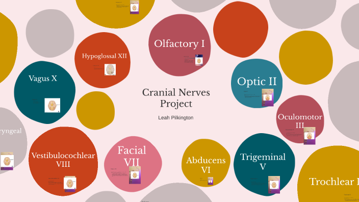 Cranial Nerves Project by Leah Pilkington _ Student - ApexFri on Prezi