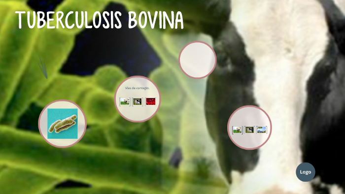 TUBERCULOSIS BOVINA by Genoveva Garcia on Prezi