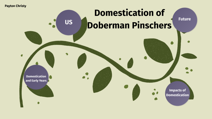 Domestication Project By Payton Christy On Prezi