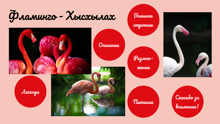 Фламинго by Елизавета Кокова on Prezi
