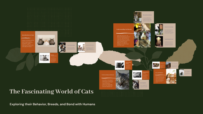 All About Cats by Charlotte Zheng on Prezi