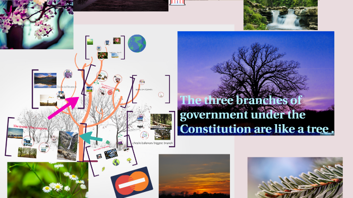 three branches of government tree