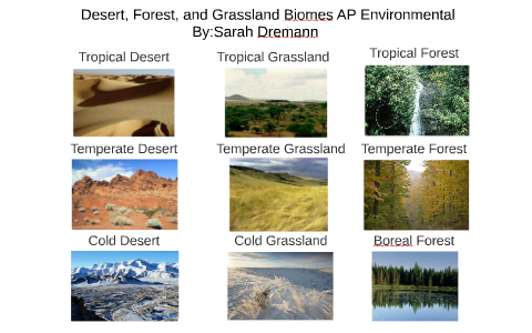 Deserts, Forests, and Grasslands Biomes by Sarah Dremann on Prezi