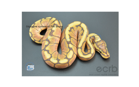 Digestive system of The Snake by Brionna Smith on Prezi