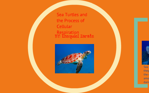 Cellular Respiration of Sea Turtles by Ezequiel Zarate on Prezi