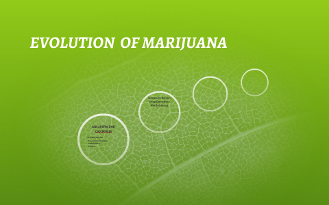 EVOLUTION OF MARIJUANA By Willie Hargrove