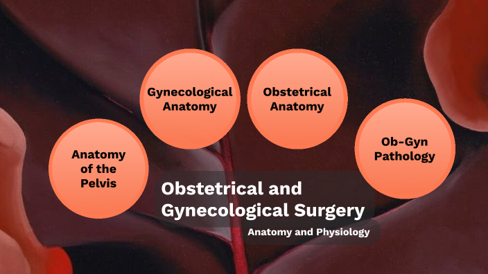Ob-Gyn Anatomy by Eric Pietrzak on Prezi