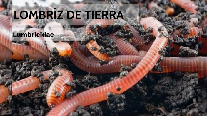 LOMBRÍZ DE TIERRA By Maria Jose Arias Ramirez On Prezi